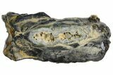 Mammoth Molar Slice With Case - South Carolina #144253-1